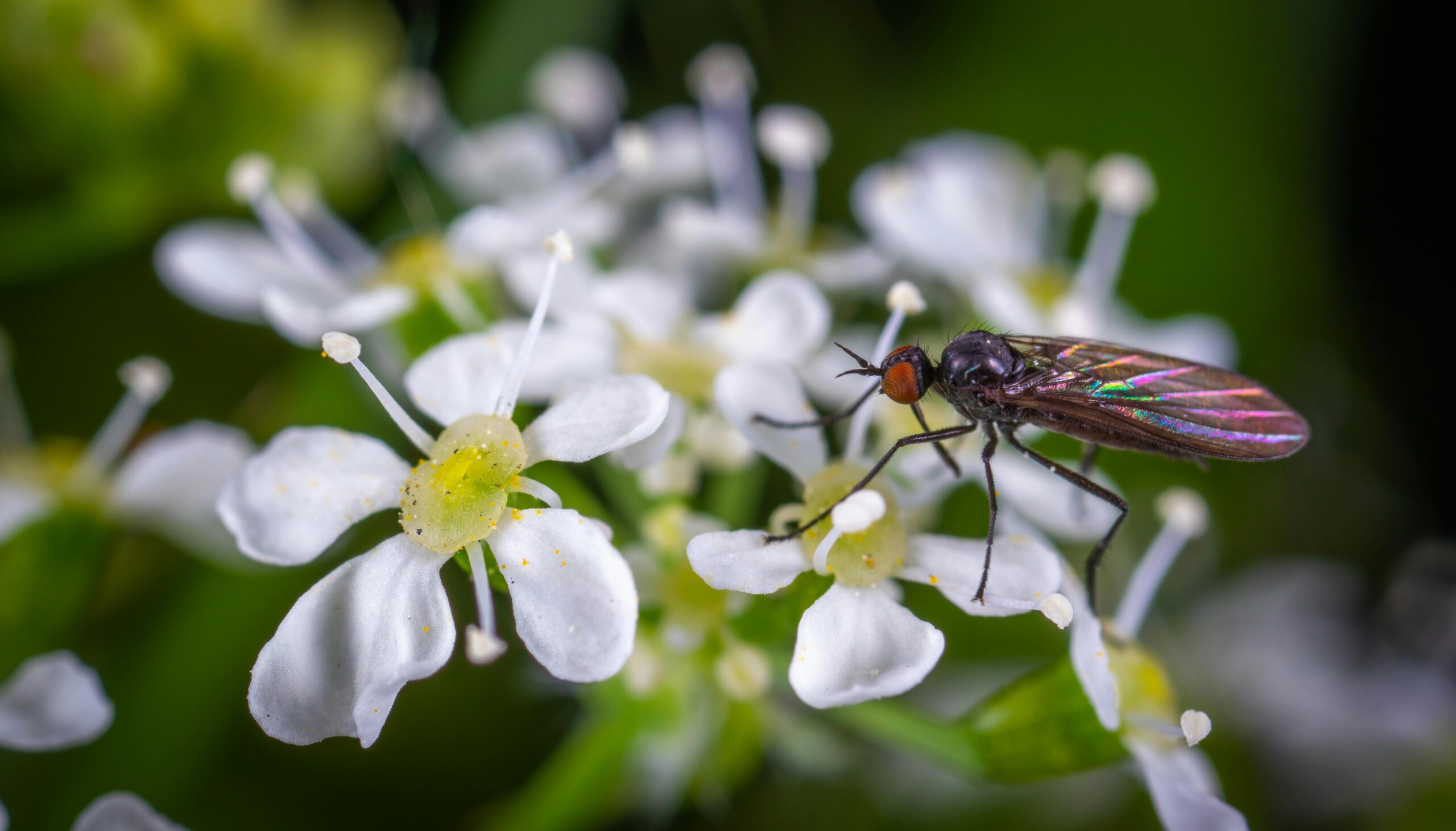 Top-notch Pest Control Solutions in Flower Mound TX